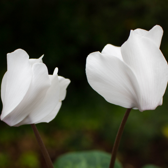 close up view of delicate white blooms on cyclamen plant