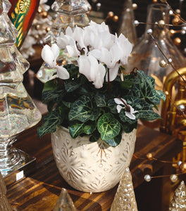 White Cyclamen