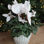4.5 inch white blooming cyclamen in front of lit christmas tree