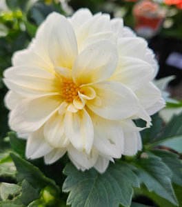 Dahlia Novation white