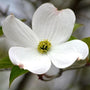 Pure white flowers of the white flowering dogwood tree