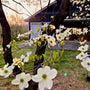 Spring flowering dogwood producing hundreds of white flowers