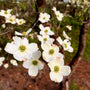 close up of white flowering dogwood blooms