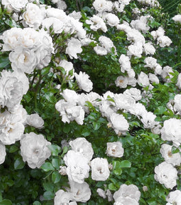 White Drift® Rose