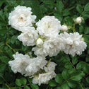 white bloom of the white drift rose