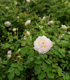 White Drift® Rose