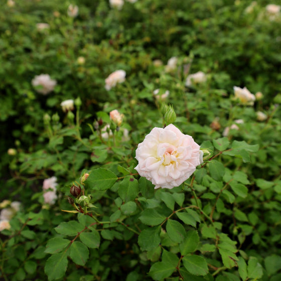 pinkish white blooms on white drift rose
