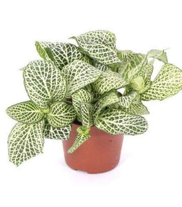 White Fittonia