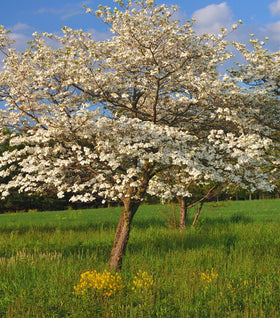 White Flowering Dogwood