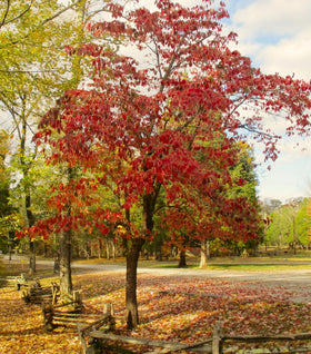 White Flowering Dogwood Tree