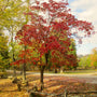 Vibrant red foliage on White Flowering Dogwood Tree