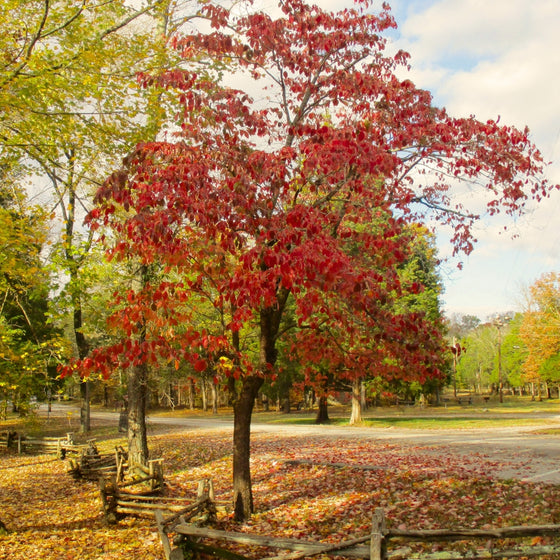 Vibrant red foliage on White Flowering Dogwood Tree