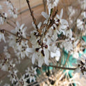 White forsythia stems