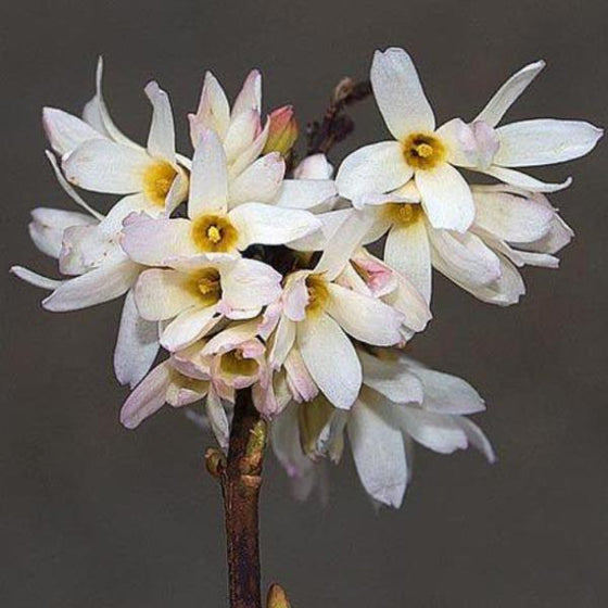 cluster of Abeliophyllum distichum blooms