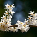 Elegant White forsythia flowers