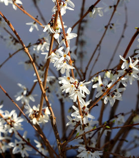 White Forsythia