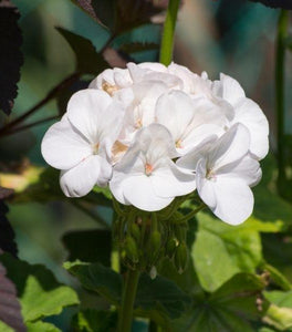 White Geranium