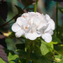 Annual White Geranium flower