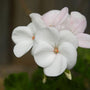 close look at the bright white pinwheel flowers on this annual white geranium