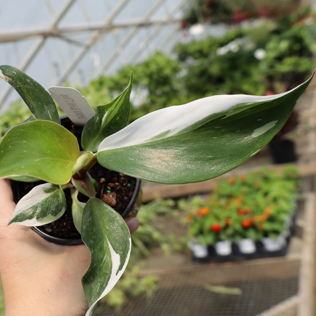 care for philodendron white knight Buy White Knight Philodendron Online