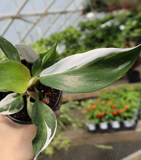 White Knight Philodendron