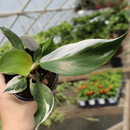 philodendron spartacus white knight Buy White Knight Philodendron Online