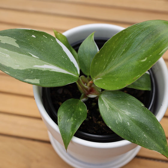unique variegation on philodendron white knight