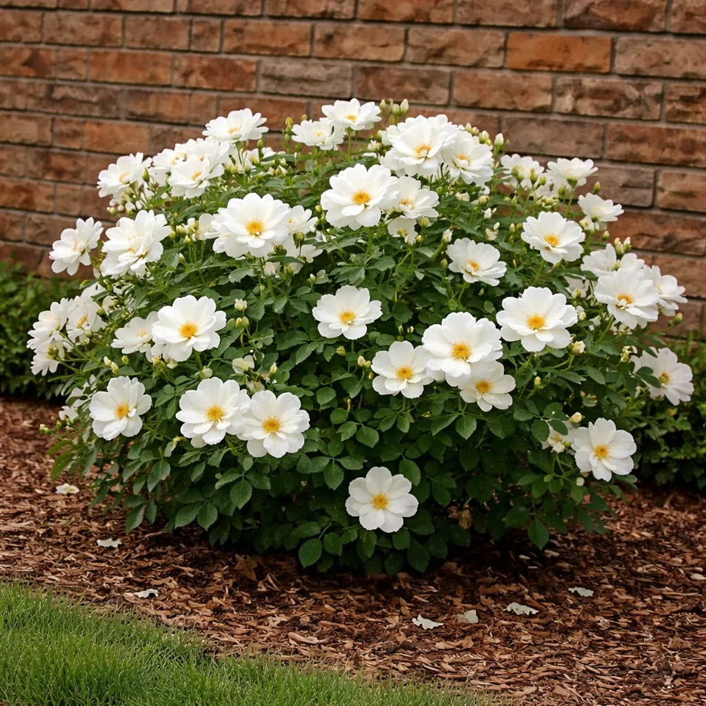 White Knock Out® Rose for Sale | White Shrub Rose Bush