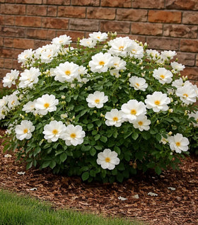 White Knock Out® Rose