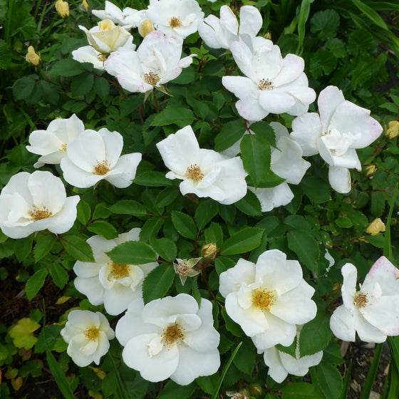 Disease resistant white landscape rose blooming repeatedly in a sunny mixed border