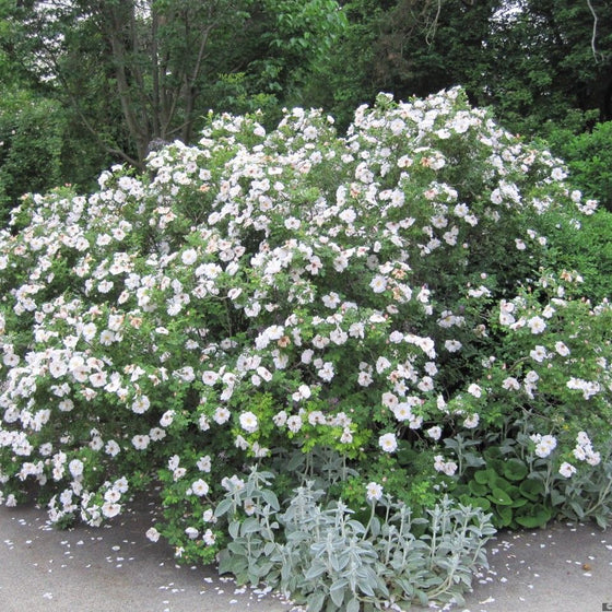 White Knock Out® Rose with bright white blooms and very dark green foliage in a sunny landscape bed