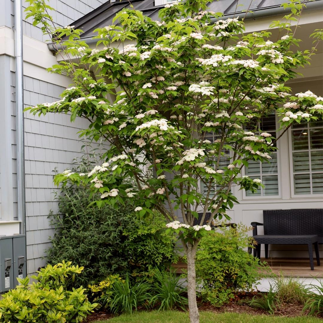 plant dogwood near house White Kousa Dogwood Tree