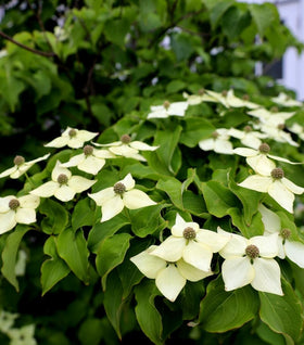 Kousa Dogwood