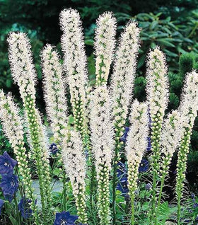 White Liatris