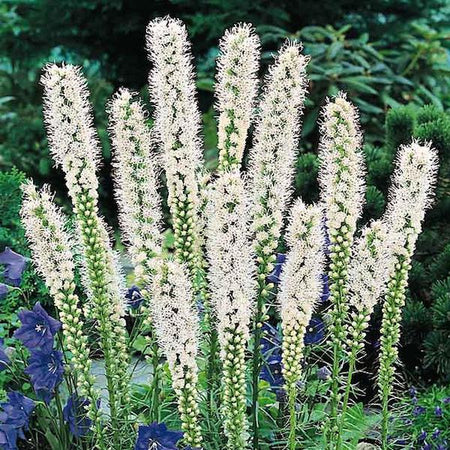 white-liatris-