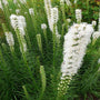 Liatris Floristan White Flowers
