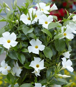 White Mandevilla