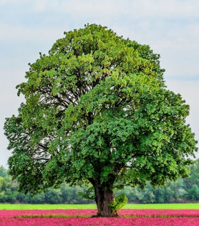 White Oak Tree