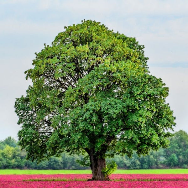 are white oak trees worth money White Oak Tree