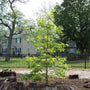 Young wye oak river tree newly planted