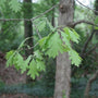 closer look at the green leaf of the wye oak tree with soft edges