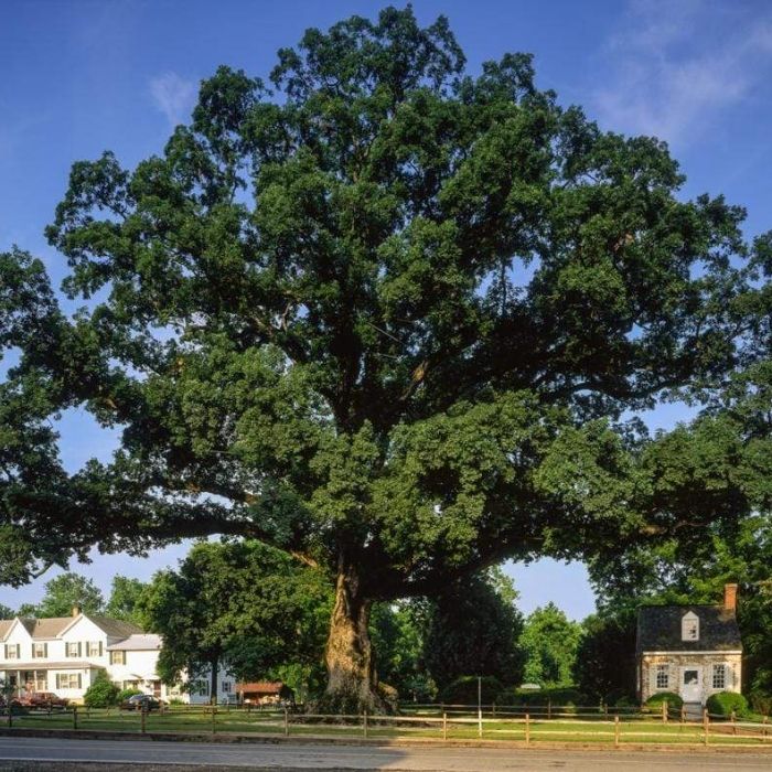 are white oak trees worth money White Oak Tree