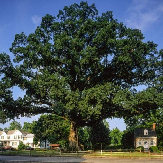 Full grown massive Wye Oak tree