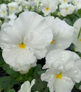 White Pansies