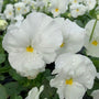 pure White Pansy Flowers blooming in fall