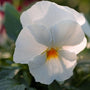 Close up of White Pansy 