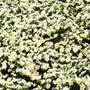 cluster of pure white pansies in fall
