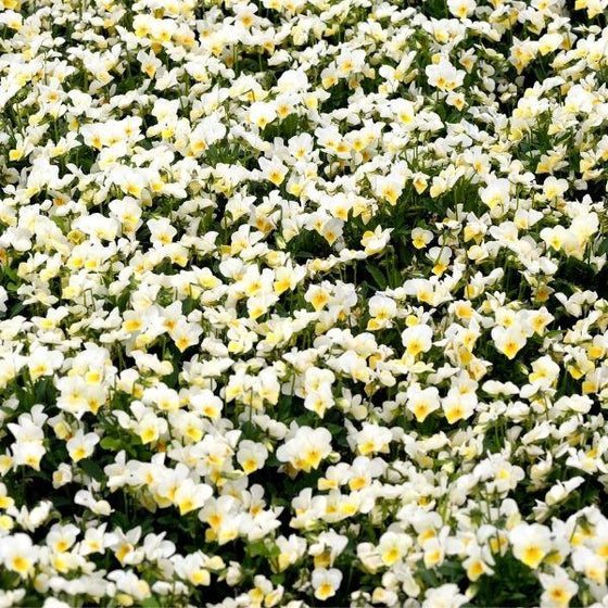 cluster of pure white pansies in fall