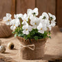 Pure white flowering Matrix Pansies