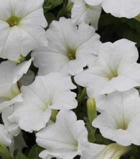 White Petunia